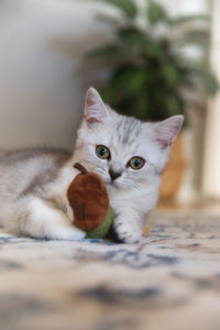 Close-up portrait of a cat