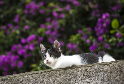 Close-up portrait of a cat