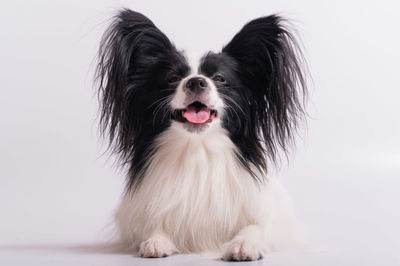 Portrait of dog sticking out tongue against white background