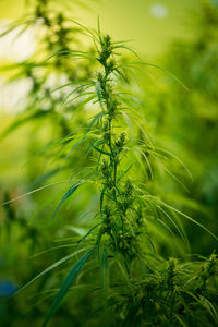 Close-up of crops growing on field