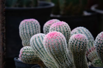 Close-up of succulent plant