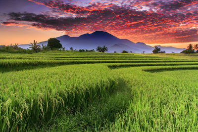 The beauty of the morning in the rice fields of clouds like lava in north bengkulu indonesia