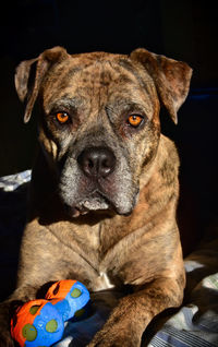 Close-up portrait of dog relaxing on bed at home