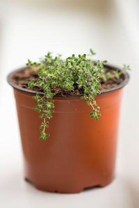Close-up of potted plant on table