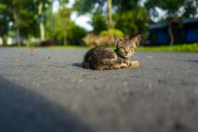 Portrait of cat on road