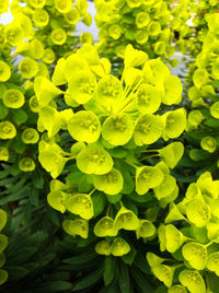 Full frame shot of yellow flowering plants