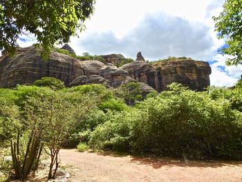 View of trees on rock formation