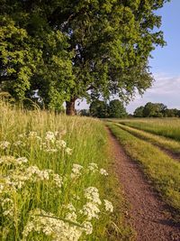 Scenic view of field against trees