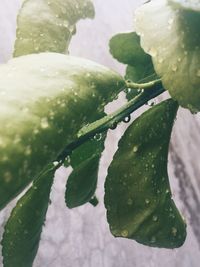 Close-up of wet leaf