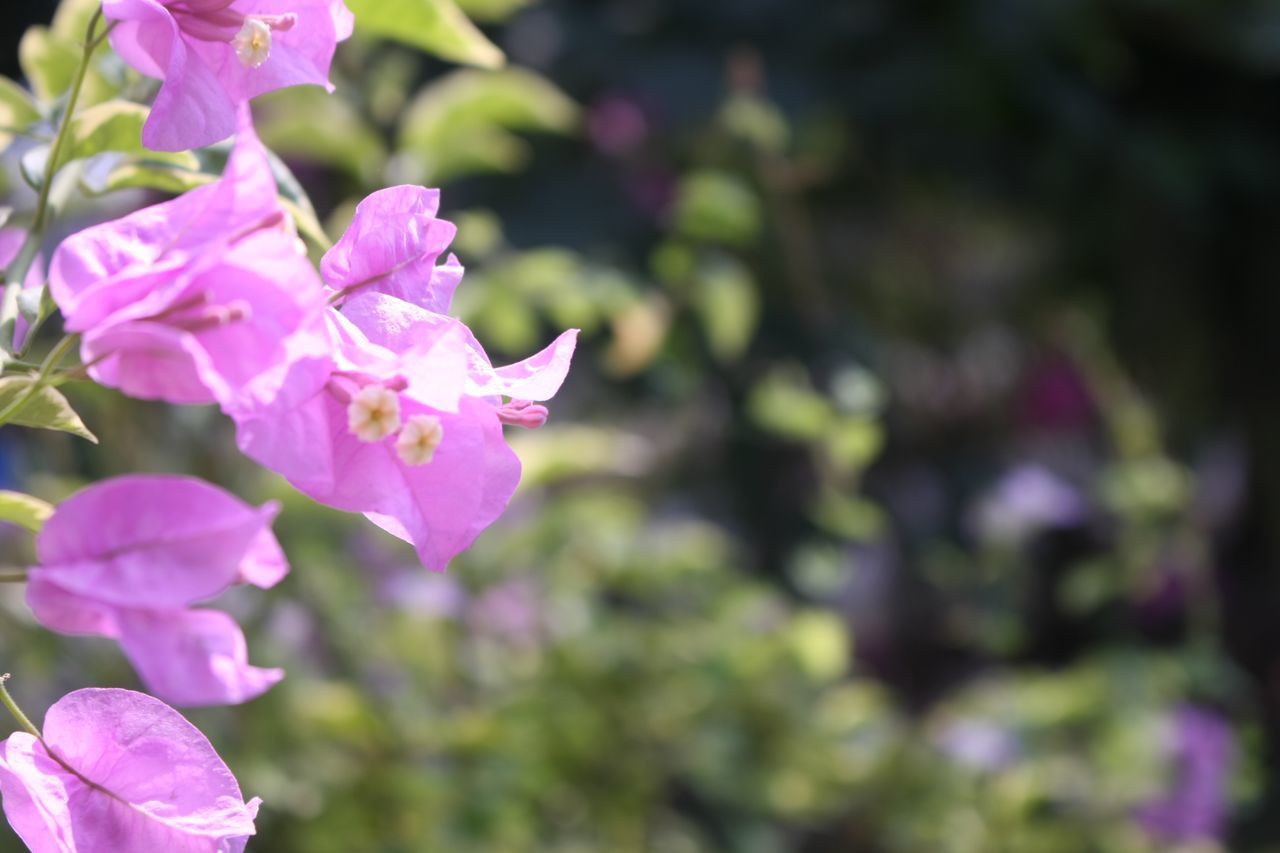 CLOSE-UP OF FRESH PURPLE FLOWERS