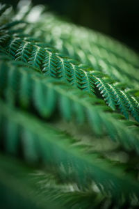 Close-up of fern