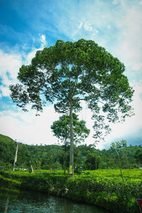 Tree against sky