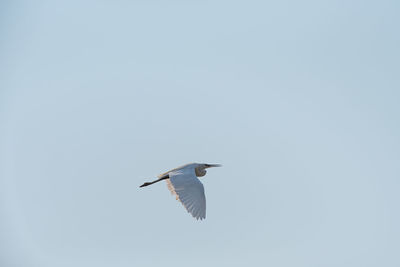 Low angle view of a bird flying in the blue sky