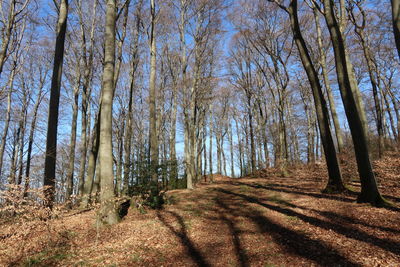 Trees in forest