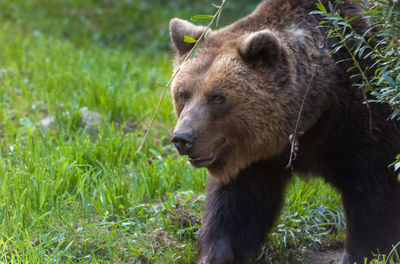 Close-up of bear walking on field