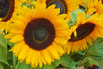 Close-up of sunflower