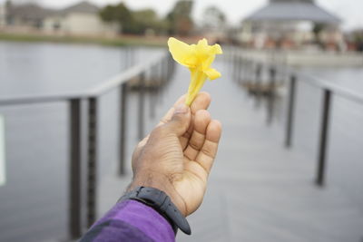 Close-up of hand holding yellow flower