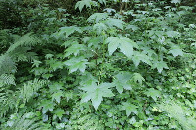 Full frame shot of leaves