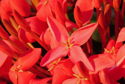 Close-up of red flowers