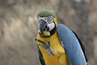 Close-up of a bird perching