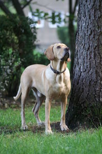 Dog on tree trunk