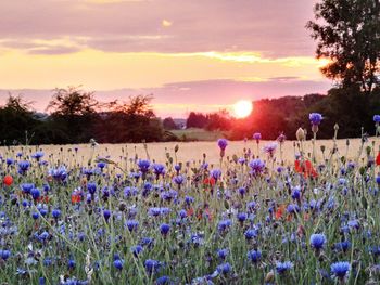 Purple flowering plants on field against sky during sunset