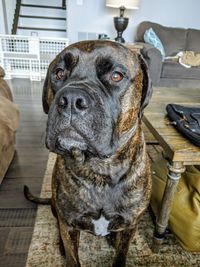 Close-up of a dog looking up