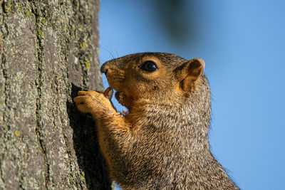 Adult fox squirrel is searching for food in the park on a sunny day