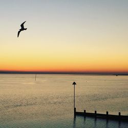 Birds flying over sea against clear sky