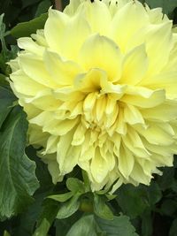 Close-up of yellow flower blooming outdoors