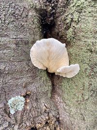 Close-up of mushrooms growing on tree trunk