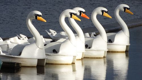 Swans swimming in lake