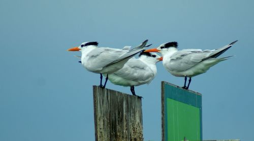 Low angle view of seagulls perching on wooden post