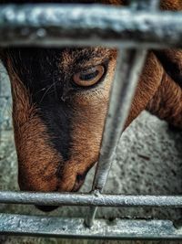 Close-up of a horse