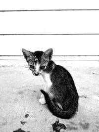 Portrait of cat sitting outdoors