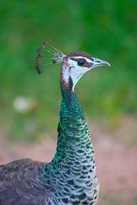 Close-up of a peacock