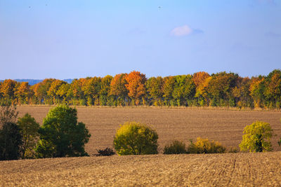 Scenic view of flower trees against clear blue sky