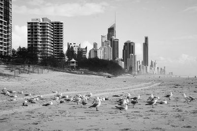 Seagulls at beach against cityscape