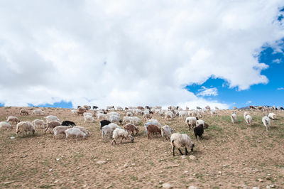 Flock of sheep on field