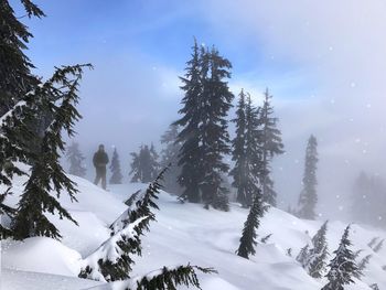 Low angle view of trees against sky during winter