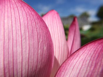 Close-up of pink flower