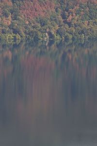 Scenic view of lake in forest