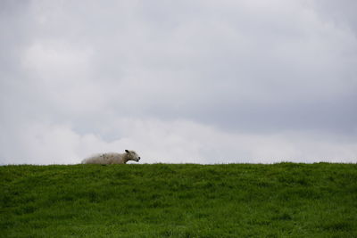 View of a horse on landscape