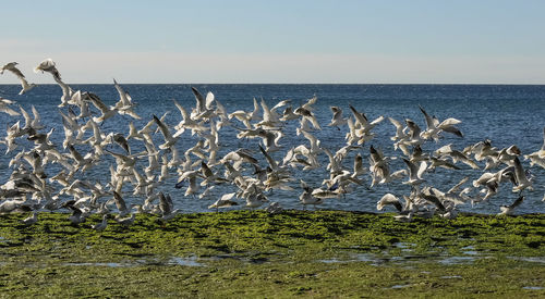 large group of animals