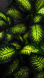 Full frame shot of green plant