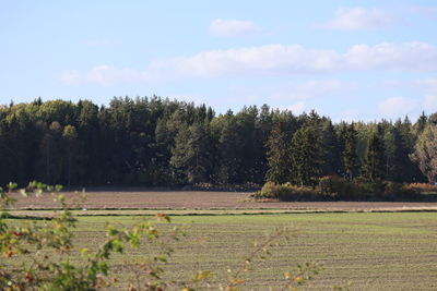 Trees on field against sky