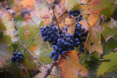 Grapes growing at vineyard