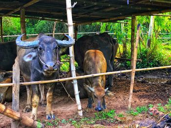 Cow standing in a fence