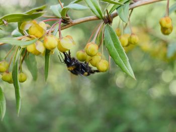 Close-up of fruits growing on tree