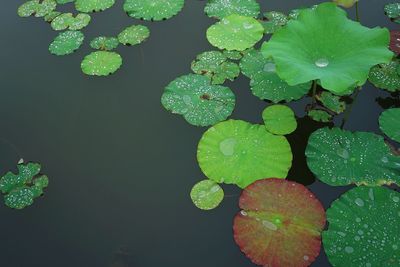 High angle view of raindrops on leaves floating on lake